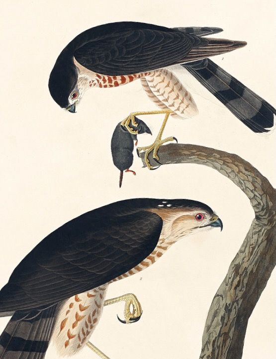 Sharp-shinned Hawk from Birds of America (1827) by John James Audubon (1785 - 1851), etched by Robert Havell (1793 - 1878).  Free Public Domain Illustrations by rawpixel is licensed under CC BY 2.0.